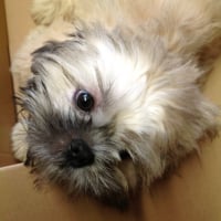 Profile picture of the author